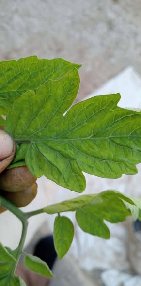 مشكلة الطماطم و العلاج ؟؟؟؟